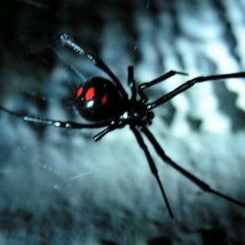 Swift Creek Pest Control - Black Widow - Pest Control Near Me - Midlothian, Virginia