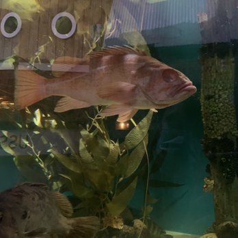 Downtown Aquarium - The Swimming Dead lol - Museums Near Me - Denver, Colorado Downtown Aquarium - The Swimming Dead lol - Museums Near Me - Denver, Colorado