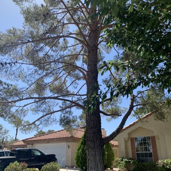 WestCo Tree Service - Tree Services Near Me WestCo Tree Service - Tree Services Near Me