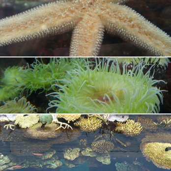 Oceanário de Lisboa - Some of the cuties I saw - Aquariums Near Me - Lisbon, 11 Oceanário de Lisboa - Some of the cuties I saw - Aquariums Near Me - Lisbon, 11