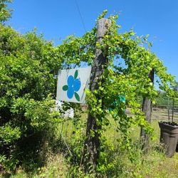 HNH Blueberry Farm - When you see this sign...you're there!