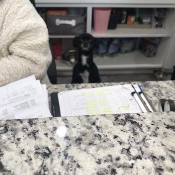Furry Tails - Cutest assistant Ever - Pet Boarding Near Me - Dallas, Texas