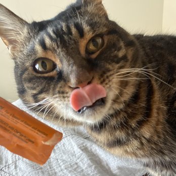 Magic With Catrick - Pet Training Near Me Magic With Catrick - Pet Training Near Me