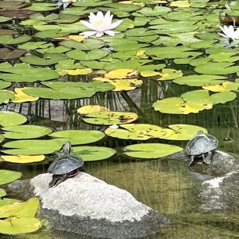 The Pond Company - Turtles - Landscaping Near Me - Minneapolis, Minnesota The Pond Company - Turtles - Landscaping Near Me - Minneapolis, Minnesota