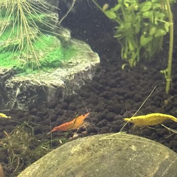 Wow Fish & Pets - shrimpsss - Pet Groomers Near Me - Hesperia, California