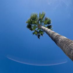 parque de la paloma - Blue skies snd palm tree - what's not to like