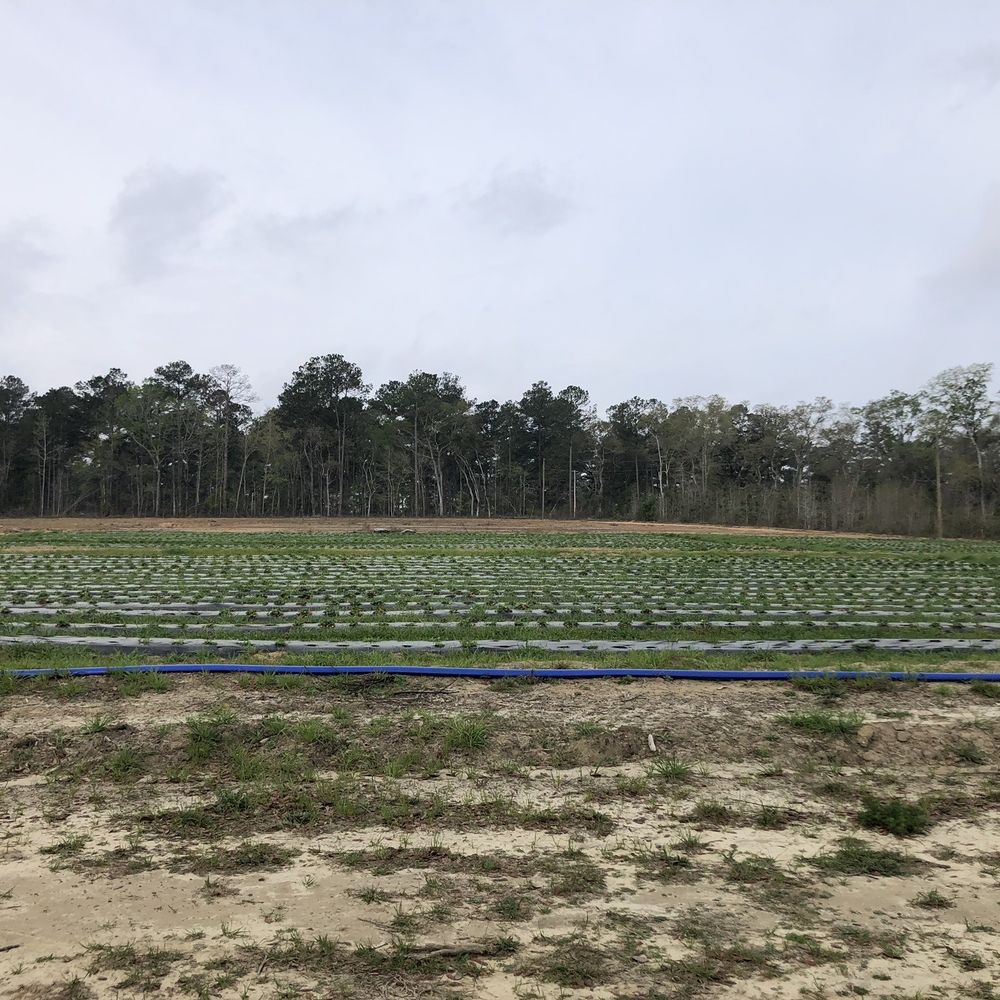 Moccasin Grove - Part of the Strawberry Field - Pick Your Own Farms Near Me - Tallahassee, Florida Moccasin Grove - Part of the Strawberry Field - Pick Your Own Farms Near Me - Tallahassee, Florida