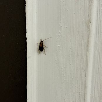 Sudz Coin Laundry - Bed bug on wall in restroom - Laundromat Near Me - Las Vegas, Nevada