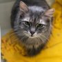 Photo of Cedar Valley Humane Society