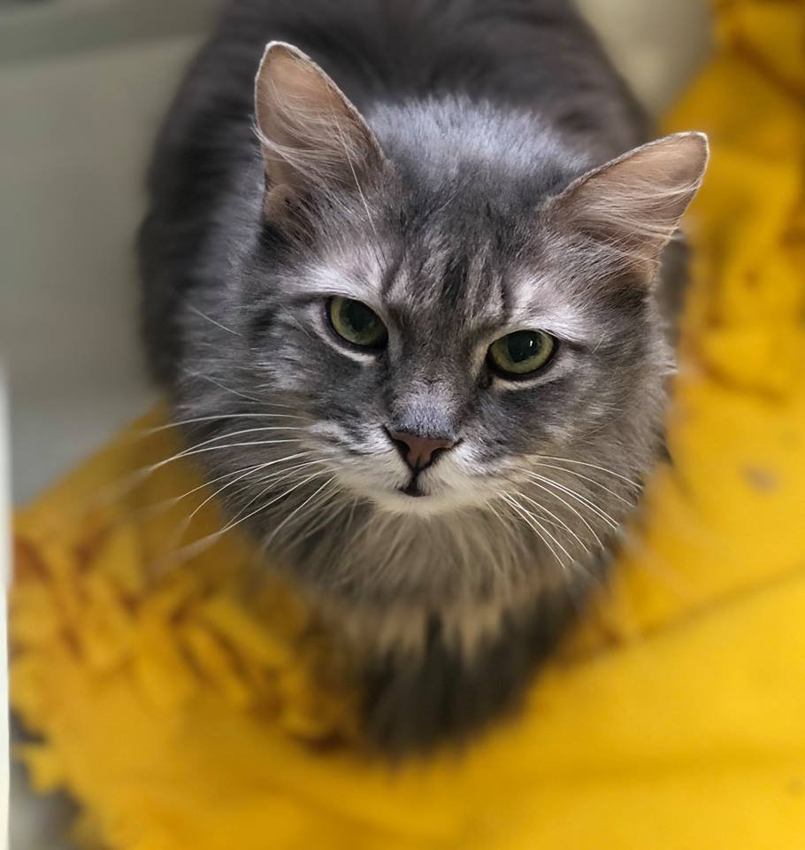 Cedar Valley Humane Society Image