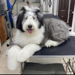 Adela's Doggie Spa