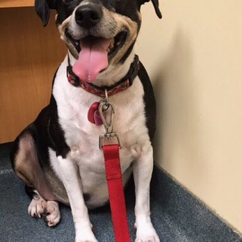 Huffard Animal Hospital - Ellie patiently waits for Dr. Wu - Veterinarians Near Me - Pasadena, Maryland Huffard Animal Hospital - Ellie patiently waits for Dr. Wu - Veterinarians Near Me - Pasadena, Maryland
