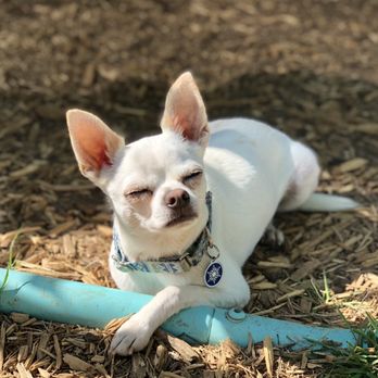 Walk! ATX Pet Care - Lounging in the sun at camp! - Dog Walkers Near Me - Austin, Texas