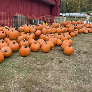 Lyman Orchards - Pick your favorite pumpkin - Fruits & Veggies Near Me - Middlefield, Connecticut