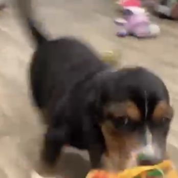 Puppys R Us - Pet Breeders Near Me - West Plains, Missouri Puppys R Us - Pet Breeders Near Me - West Plains, Missouri