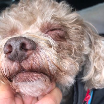 FURology Pet SPaw - Right when I picked him up from his grooming appointment - Pet Groomers Near Me - Santee, California