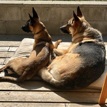 Waldorf Kennels - Pet Training Near Me - Ridgefield, Washington Waldorf Kennels - Pet Training Near Me - Ridgefield, Washington