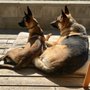 Photo of Waldorf Kennels