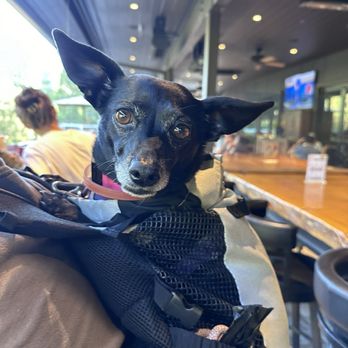 Idyllwild Brewpub - Dog friendly Patio - Brewpubs Near Me - Idyllwild, California