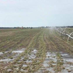 Doguet Turf Farm
