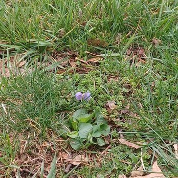Mateo Landscaping - a small purple flower in the grass - Landscaping Near Me - Omaha, Nebraska Mateo Landscaping - a small purple flower in the grass - Landscaping Near Me - Omaha, Nebraska