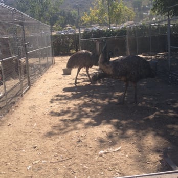 Bates Nut Farm - Emus - Specialty Food Near Me - Valley Center, California