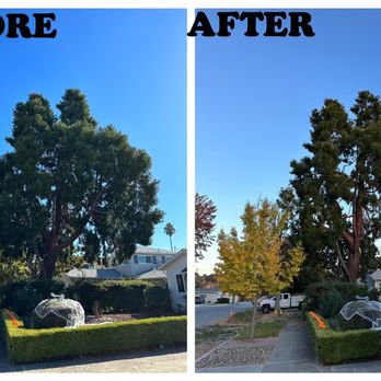 Carlo's Tree Service - Tree Services Near Me Carlo's Tree Service - Tree Services Near Me