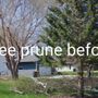 Photo of Middle River Tree Service