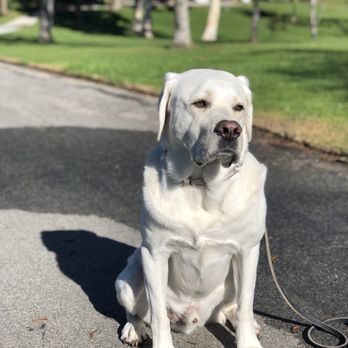 Rachel Collins Turney - Lukey for a walk in CDM - Pet Sitting Near Me Rachel Collins Turney - Lukey for a walk in CDM - Pet Sitting Near Me