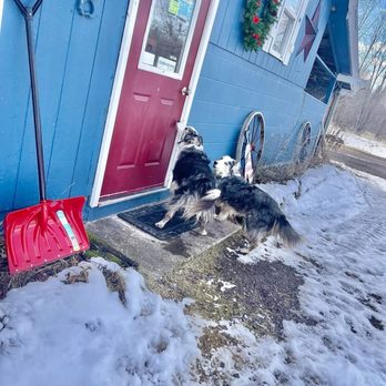 Sturgeon River Kennels - Two of my three pups beating me to the kennel door!! - Pet Training Near Me - Chassell, Michigan