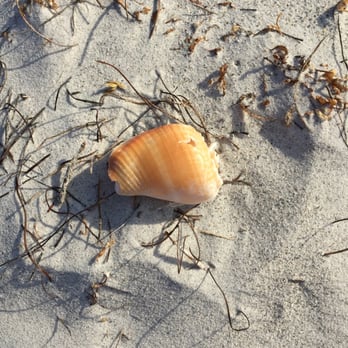 Indian Rocks Beach - It jumped in my hand ;) - Beaches Near Me - Indian Rocks Beach, Florida Indian Rocks Beach - It jumped in my hand ;) - Beaches Near Me - Indian Rocks Beach, Florida