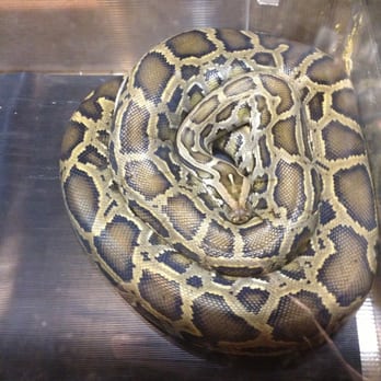 Bartlett Nature Center - Max! Burmese Python - Parks Near Me - Bartlett, Illinois