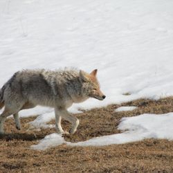 In Our Nature Guiding Services - Year-round Private Tours of Yellowstone National Park - Wildlife in Yellowstone