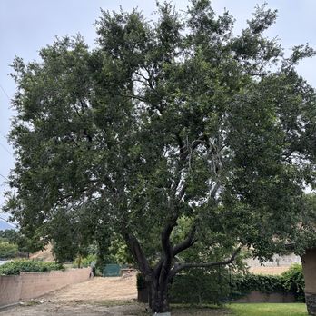 Villatoro Tree Care - Tree Services Near Me Villatoro Tree Care - Tree Services Near Me