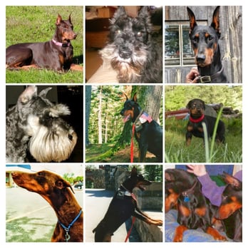 Henniker Veterinary Hospital - Collage of some of the hounds from over the years so capably cared for at Henniker Vet. Hosp. - Veterinarians Near Me - Henniker, New Hampshire