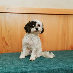 Enhanced Life Chiropractic - Roux, the office mascot!