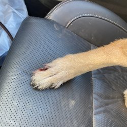 Feeders Supply - his foot/nail immediately leaving feeder's supply