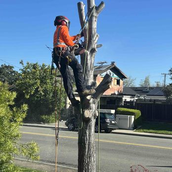 Califa Tree Care - Half way there - Tree Services Near Me