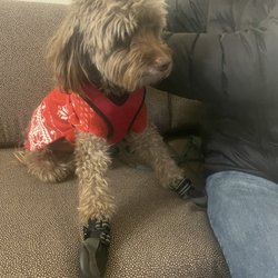 Rampart Kennels - Charlie