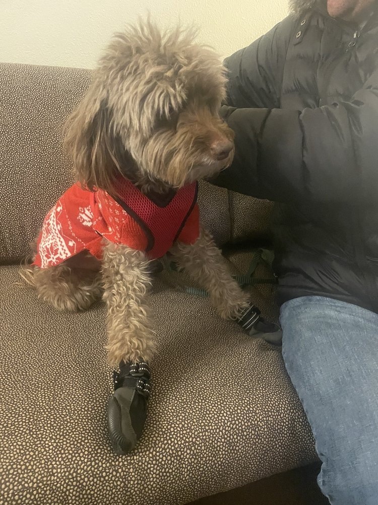 RAMPART KENNELS Updated August 2024 15 Reviews 5977 Templeton Gap