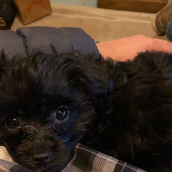 Paddington Pups - I love to cuddle - Pet Breeders Near Me - Snohomish, Washington Paddington Pups - I love to cuddle - Pet Breeders Near Me - Snohomish, Washington