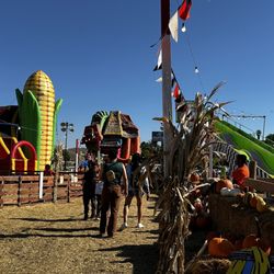 The Pumpkin Factory - Dry desert