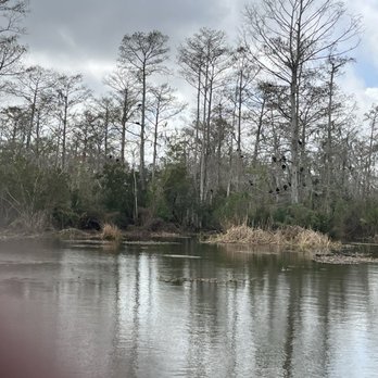 Jean Lafitte Swamp Tour - Boat Tours Near Me - Marrero, Louisiana