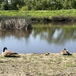 On the other side of Elk Grove Florin baby ducks and parentals soaking up the sun