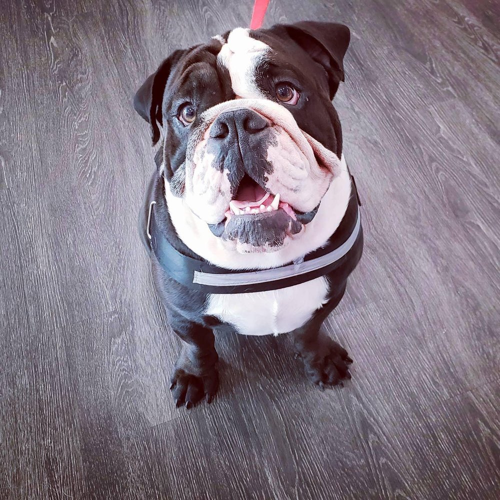 WOOF GANG BAKERY & GROOMING ROUND ROCK Updated October 2024 46