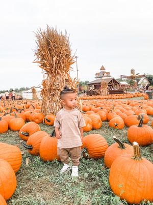 Bengtson's Pumpkin Farm and Fall Fest by null