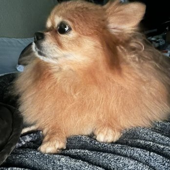Scrub-a-Pup - Pet Groomers Near Me Scrub-a-Pup - Pet Groomers Near Me