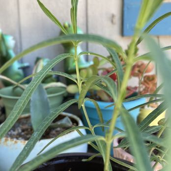 Emma's Butterfly Ranch - The little white dudes on the long narrow leaf are eggs! - Party & Event Planning Near Me - riverside , California