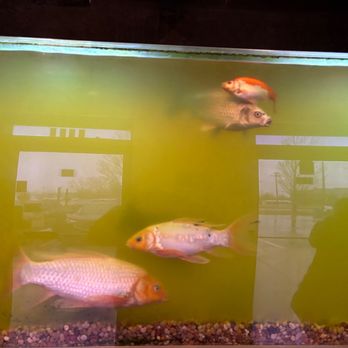 Bangkok Cuisine - Save the poor fish! - Thai Near Me - Roseville, Michigan Bangkok Cuisine - Save the poor fish! - Thai Near Me - Roseville, Michigan