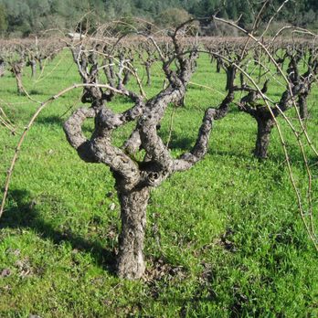 United States Wine Educators - Zinfandel @ Ridge Vineyards in Sonoma - Wine Tasting Classes Near Me United States Wine Educators - Zinfandel @ Ridge Vineyards in Sonoma - Wine Tasting Classes Near Me